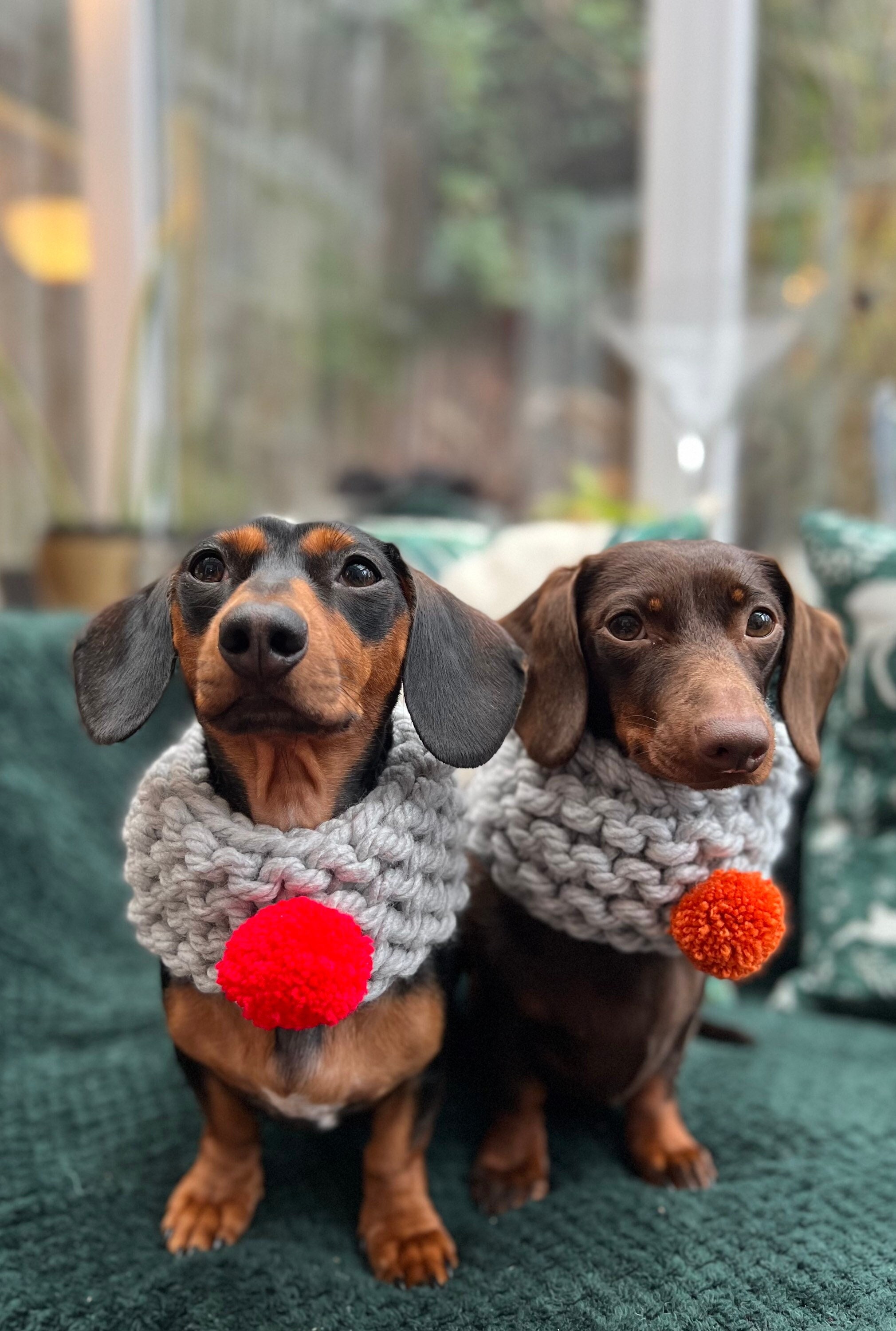 Matching dachshund pajamas top