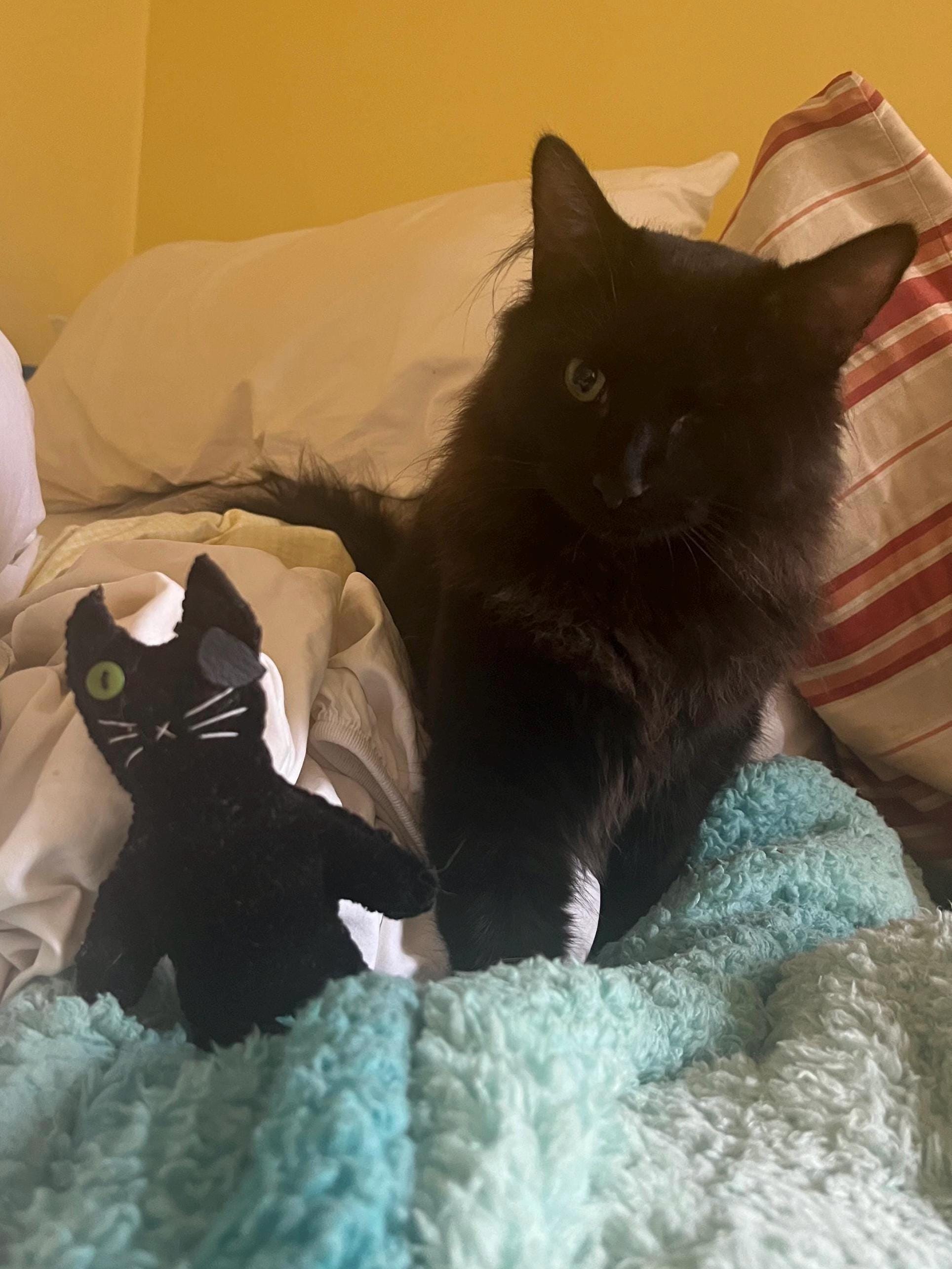 Custom Lookalike Cat Doll- Handmade to Order! For Pet Memorial, Cat Lovers