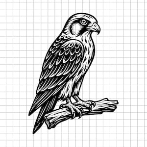 Falcon Svg, Bird of Prey Svg, Falcon Clipart, Falcon Png, Predator Bird Svg, Falcon Silhouette, Digital Cut File
