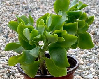 Crassula arborescens - Crassula Blue Waves