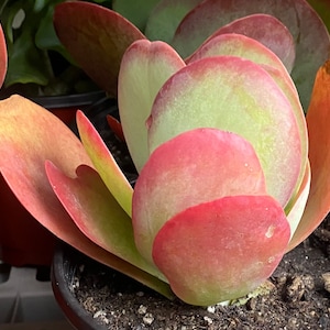 Kalanchoe luciae - Planta de paleta - Flap Jack