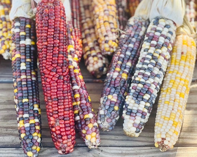 Beautiful Glass Gem Indian Corn Bundle of 3 Ears, Ornamental Corn