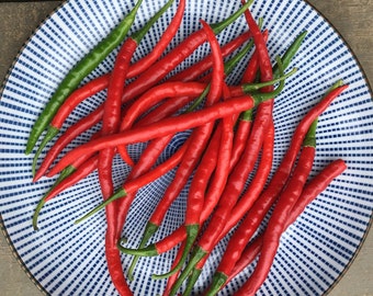Organic Cayenne Pepper Seeds: Long Slim Variety, Home Grown (30 Seeds)