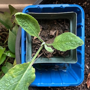 Baby Comfrey Plant - Organic Bare Roots, Quick Establishment, Blocking #14 Comfrey for Fast-Growing Garden