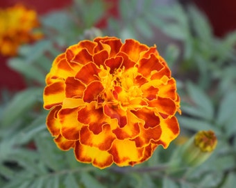 Orange MariGold Seeds Organic| Heirloom Seeds | Garden Seeds | Flower seeds | Pollinator seeds | Gardening| French Marigold
