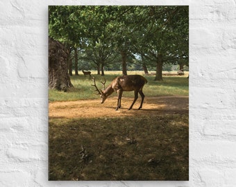 Deer In The Woods, Deer Wall Art, Deer Canvas Print