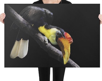 Wrinkled Hornbill Canvas, Wildlife Photo, Wildlife Art