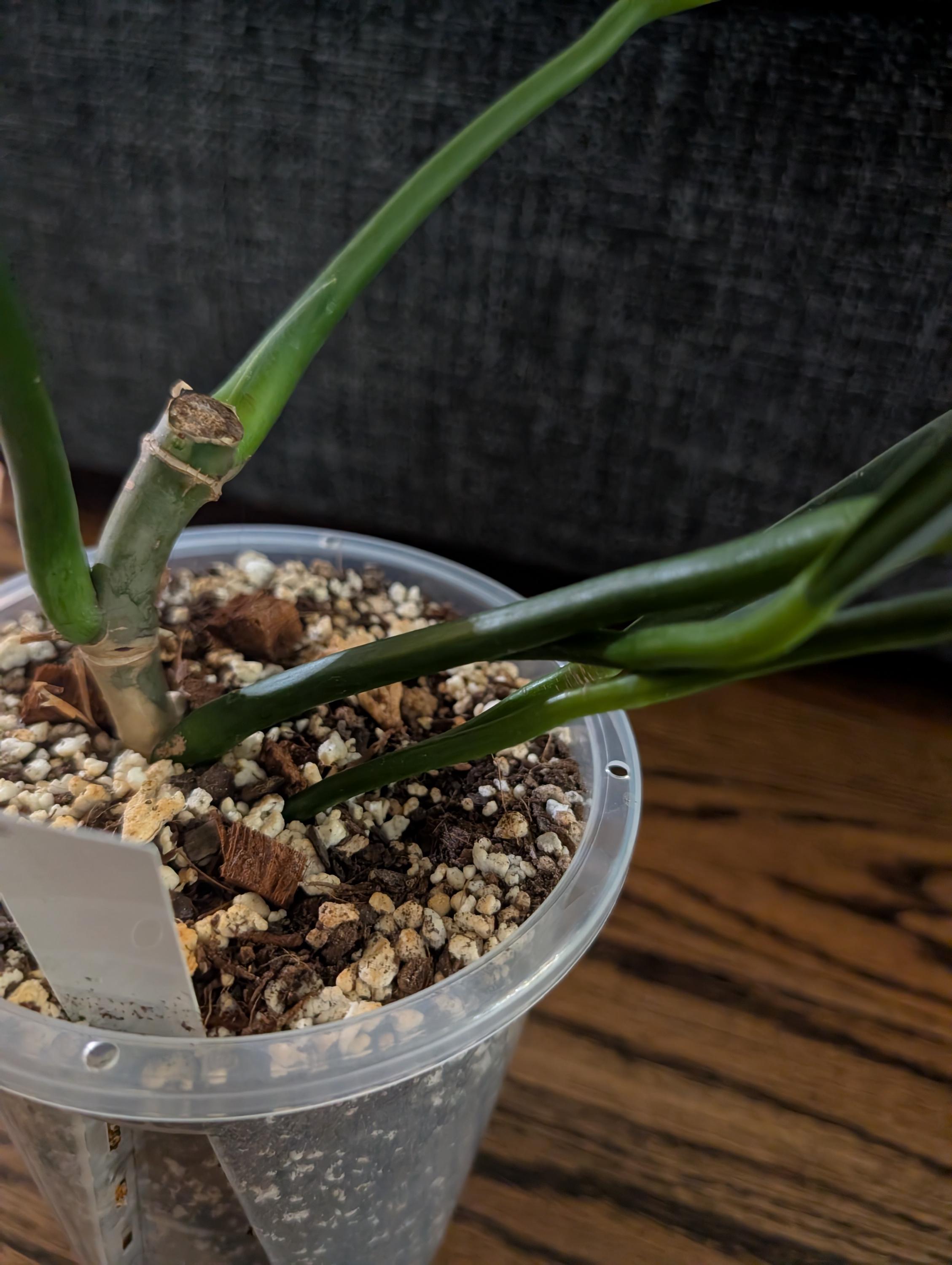 Philodendron Alternans: Rare Strap-leaf Aroid Climber - Etsy Canada