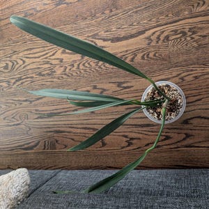 philodendron swiss cheese plant Monstera Adansonii Swiss Cheese Vining Climbing in Trellis main image 0