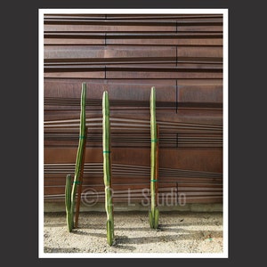 Kakteen #1, Phoenix, Reisefotografie, Farbe Natur Poster Print, Arizona Wanddeko, Detail