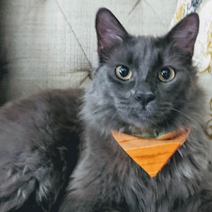 Cat Bandana for Fall, Autumn, Halloween, Thanksgiving Over the Collar