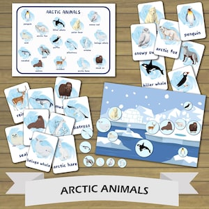 Arktische Tiere Karteikarten und Poster für Kinder - Druckbare lernliche Aktivität