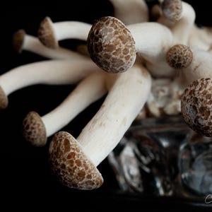 Knopf Pilz Fotografie: Küche & Esszimmer Kunst