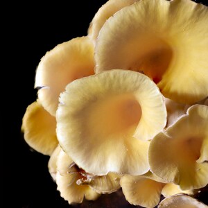 Yellow oyster mushrooms on pedestal. Great for kitchen, dining room art. Gift for mushroom lover, chef, foodie, mycophile, organic food.