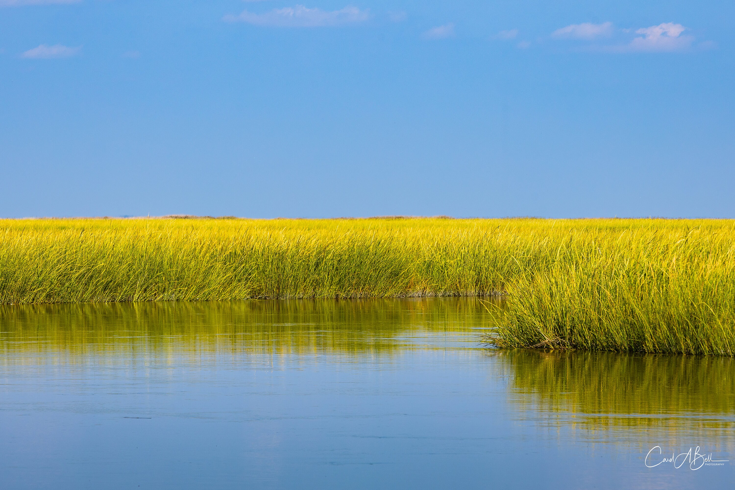 Marshland Green Grasses Delaware Bay. Blue Sky. Nature Bird Lover ...