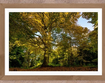 Northumberland Landscape Autumn tree in woodland Watercolor effect print