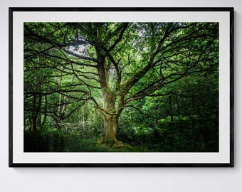 Majestic Forest Tree Print, Botanical Wall Art
