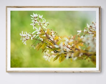 Amelanchier Robin Hill tree white flowers close up spring wall art print