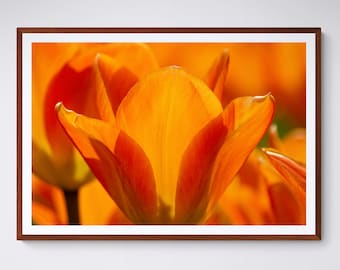 Red tulip close up, sunlit flower wall art print gift, floral photograpnhy