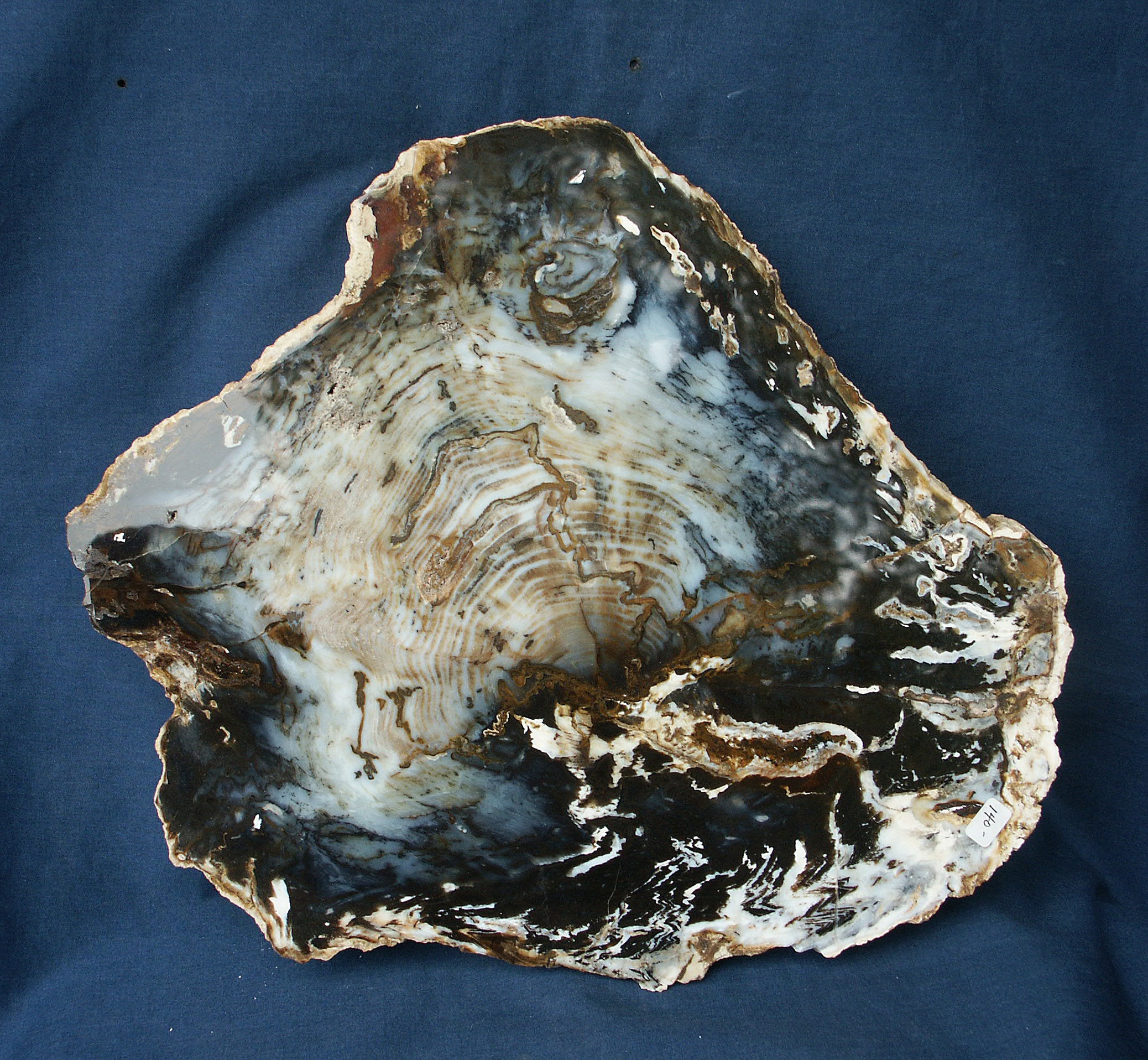 30% OFF - Rare Petrified Spruce Slab, FC2.14