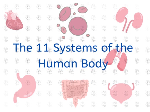 Eleven Body Systems , Human body systems – BIKTI