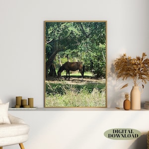 This digital download showcases a breathtaking photo of a horse peacefully grazing in Puerto Rico. It&#39;s a lovely Boricua digital art print.