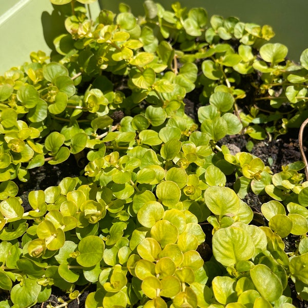 Creeping Jenny Plant Etsy