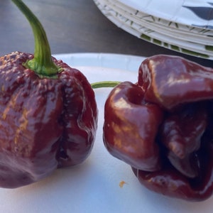 Chocolate Douglah Pepper Seeds