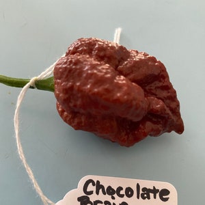 Chocolate Brain Strain Pepper Seeds