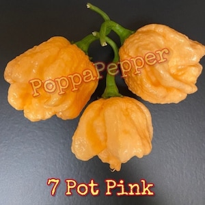May include: Three 7 Pot Pink peppers, a type of chili pepper, are shown in the image. The peppers are orange and have a wrinkled texture. The peppers are arranged in a triangular shape. The text "PoppaPepper" and "7 Pot Pink" are visible in the image.