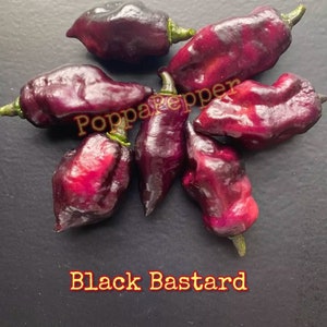 May include: A group of seven dark purple chili peppers, some with a slight red hue, on a black surface. The text "Black Bastard" is written below the peppers.