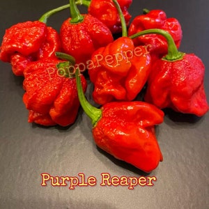 Purple Reaper Pepper Seeds