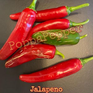 Jalapeno Pepper Seeds