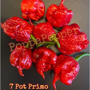 May include: Seven bright red 7 Pot Primo chili peppers with green stems are arranged on a dark surface. The peppers have a bumpy texture and unique shapes. The text "PoppaPepper" and "7 Pot Primo" are visible.
