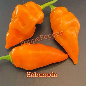Habanada Pepper Seeds