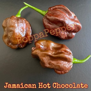 Jamaican Hot Chocolate Pepper Seeds
