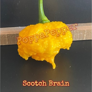Scotch Brain Pepper Seeds