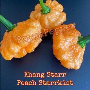 Khang Starr Peach Starrkist Pepper Seeds
