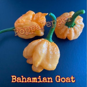 Bahamian Goat Pepper Seeds