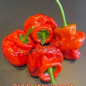 Red Scotch Bonnet Pepper Seeds