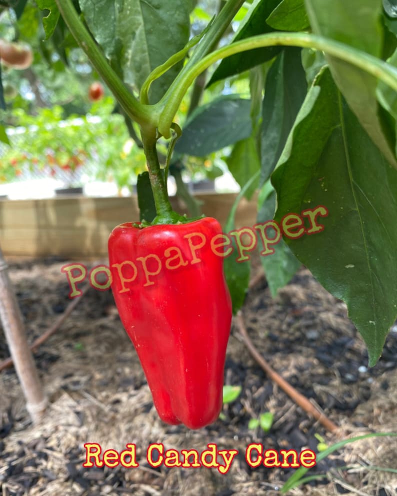 Red Candy Cane Pepper Seeds Etsy