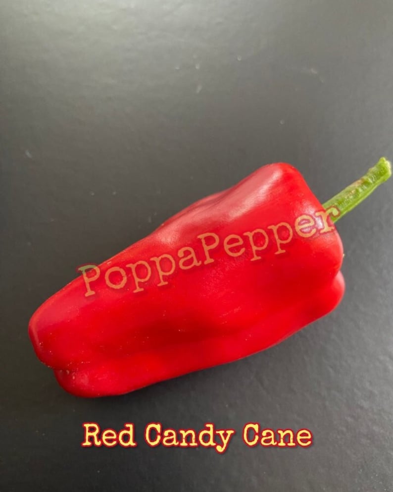 Red Candy Cane Pepper Seeds Etsy