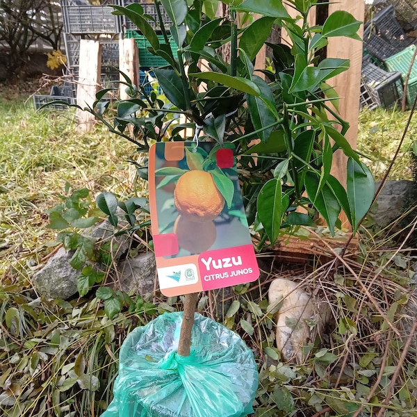 Yuzubaum 4-5 Jahre veredelt ca 60 cm hoch Nur Versand in Deutschland