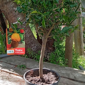 Op de afbeelding: Een Yuzu citrusboom in een pot met groene bladeren en een bruine stam. De boom staat in een zwarte plastic pot, en een label toont de vrucht. De boom staat op een houten oppervlak.