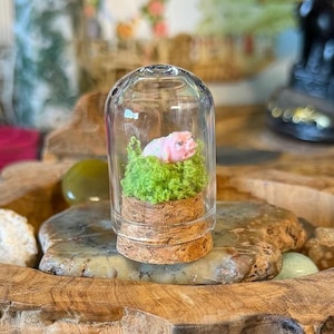 May include: A miniature pink pig figurine nestled in bright green moss inside a small clear glass cloche with a cork base. The pig is positioned on top of the moss, which sits securely within the cylindrical cork stopper of the glass dome.