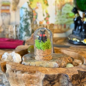 May include: A small glass cloche dome with a cork base containing a black moth figurine with bright red eyes resting on a bed of vibrant green moss. The miniature display is self-contained within the clear glass enclosure, showcasing the moth.