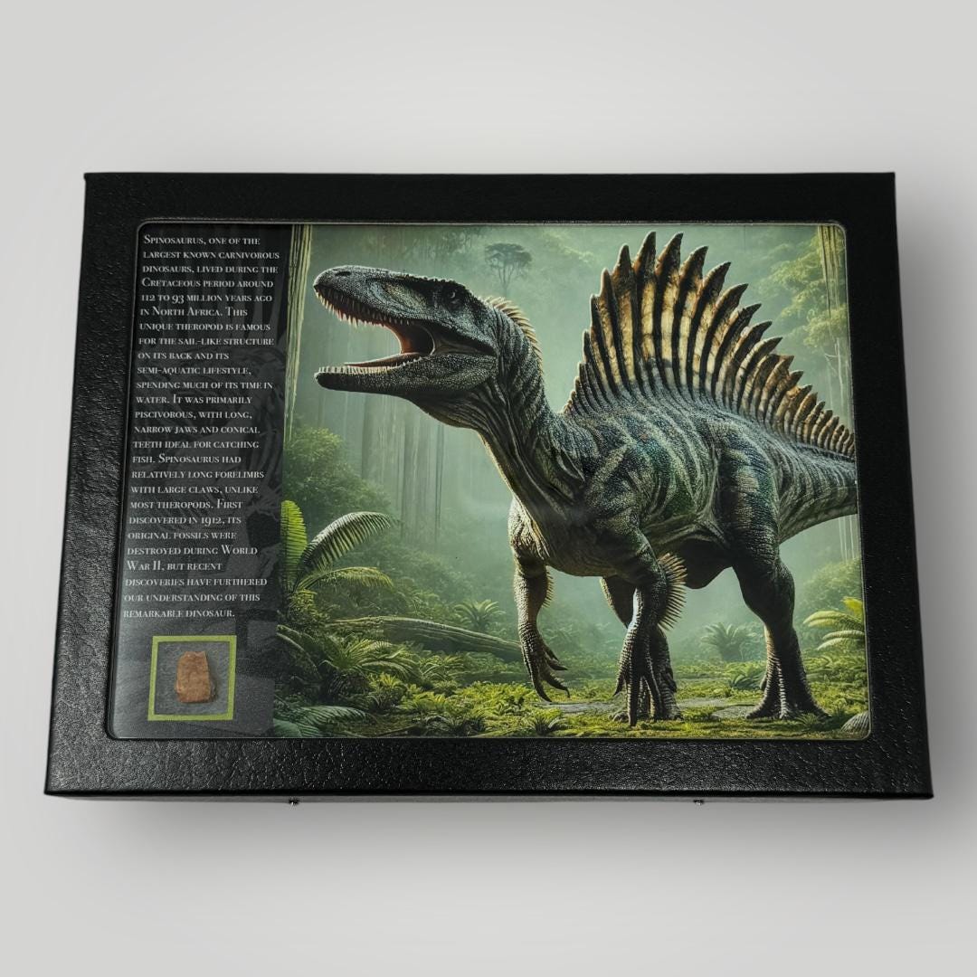Spinosaurus Fossil Fragment in Display Case: Cretaceous Era Relic
