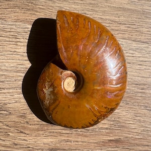 Ammonit Fossil - 3.92&quot; Naturfossil | 0.6 Pfund | Einzigartiges prähistorisches Dekor | Fossilien Sammlerstück