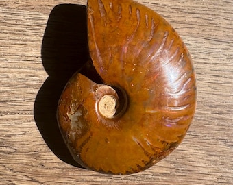 本物のサマセット産アンモナイト化石 - ジュラ紀 - 英国産標本