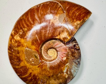 研磨されたアンモナイトの化石、本物のコレクター向け、認定済み